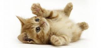 yuvarlancaan ha gayret